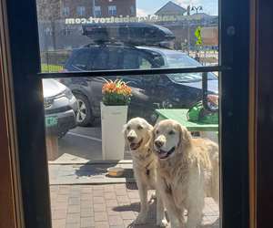 Two golden retrievers waiting patiently on the sidewalk outside our door