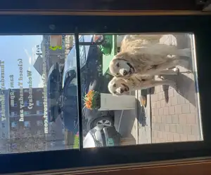 Two golden retrievers waiting patiently on the sidewalk outside our door